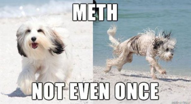 meme funny dog pictures before and after - Meth Not Even Once
