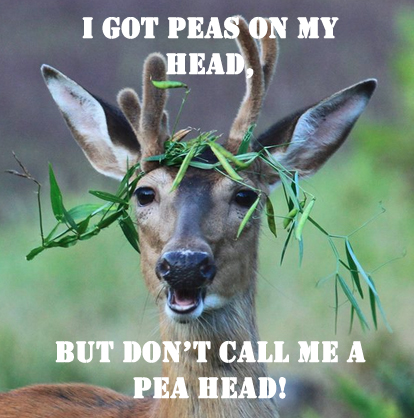 Deer walking through a wild pea patch...