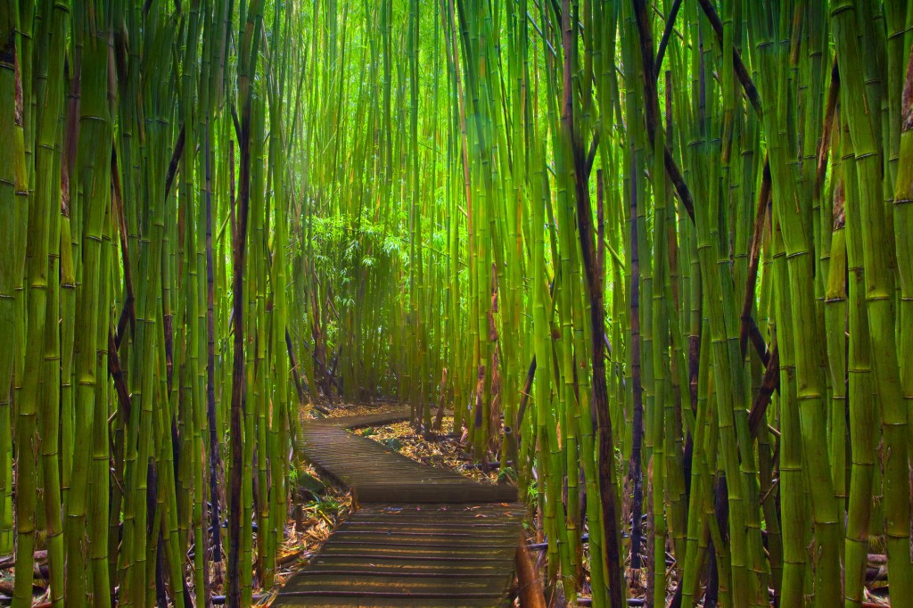 Bamboo forest near Hana - Maui, Hawaii