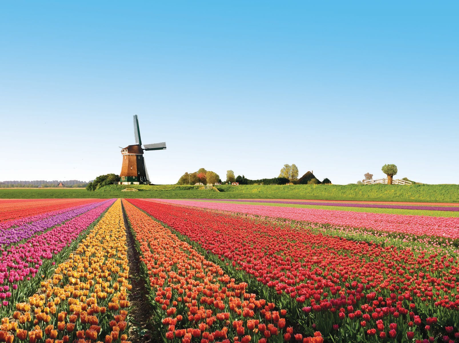 Tulip field, The Netherlands