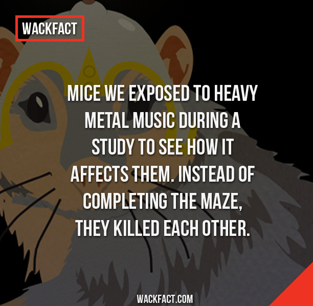 walker art center - Wackfact Mice We Exposed To Heavy Metal Music During A Study To See How It Affects Them. Instead Of Completing The Maze, They Killed Each Other. Wackfact.Com