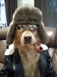Cool Dogs...
