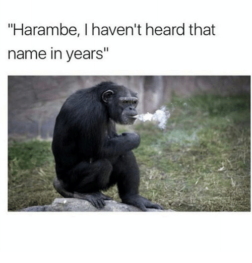 chimpanzee smoking - "Harambe, I haven't heard that name in years"
