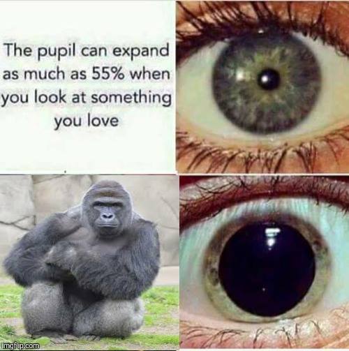 harambe memes - The pupil can expand as much as 55% when you look at something you love imgflip.com