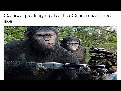harambe memes - Caesar pulling up to the Cincinnati zoo