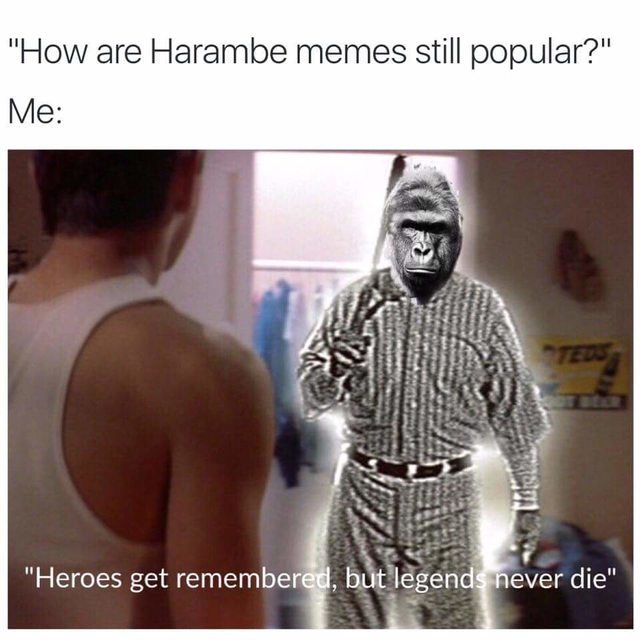 best harambe meme - "How are Harambe memes still popular?" Me "Heroes get remembered, but legends never die"