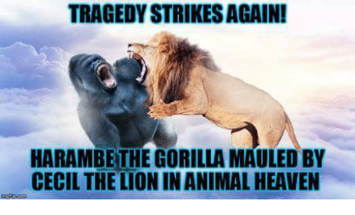 cecil the lion harambe meme - Tragedy Strikes Again! Harambe The Gorilla Mauled By Cecil The Lion In Animal Heaven
