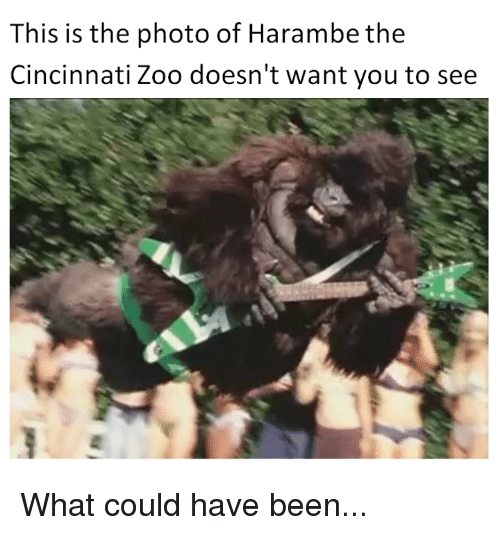 funniest harambe meme - This is the photo of Harambe the Cincinnati Zoo doesn't want you to see What could have been...