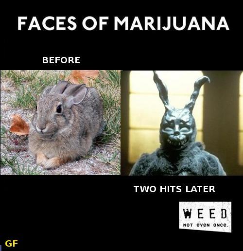 The Effects of the Marijuanas