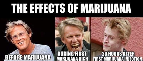 The Effects of the Marijuanas