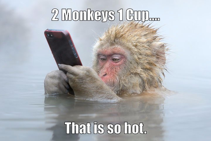 Two Monkeys One Cup