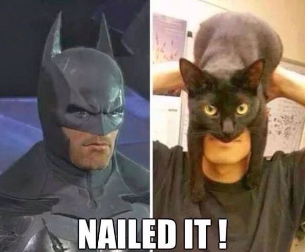 cat nailed it meme - Nailed It!