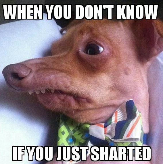 Brighten your day with some SHART Memes!
