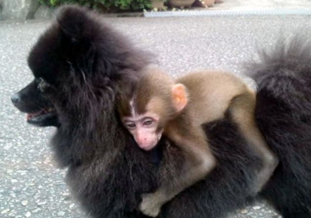 Monkey's best friend...