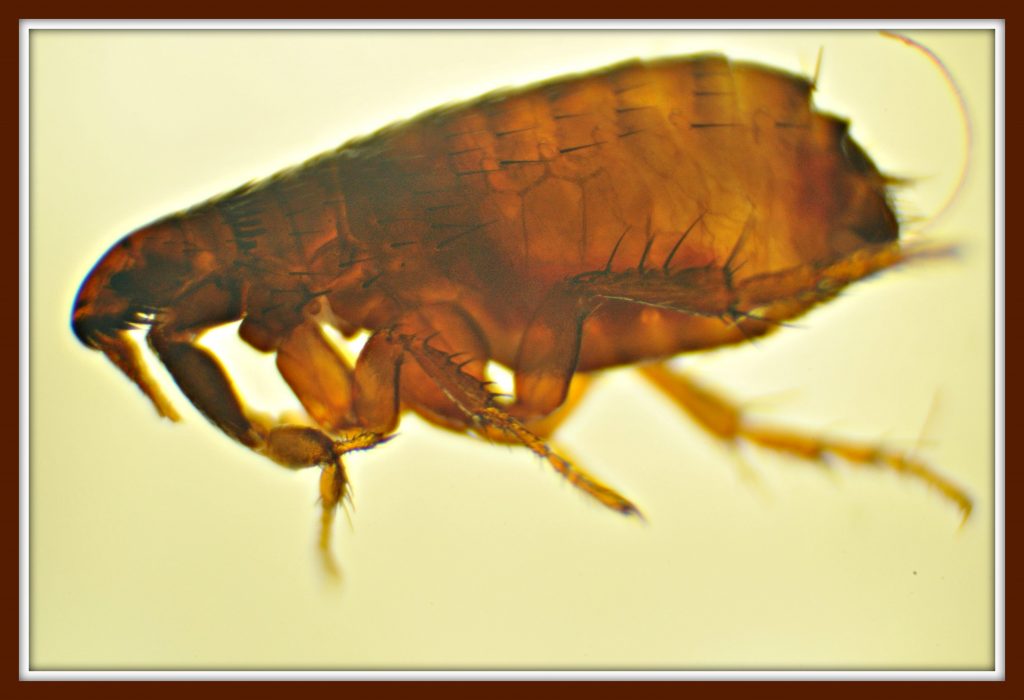 external parasites