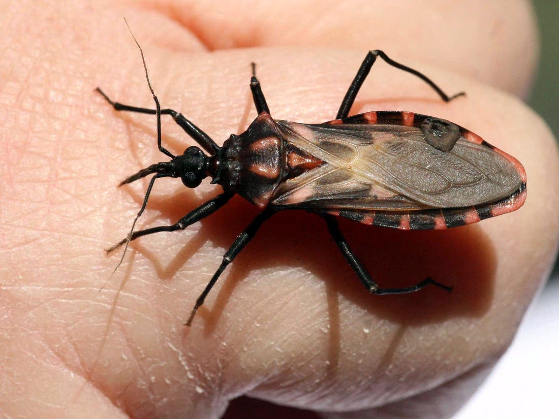 chagas disease bug