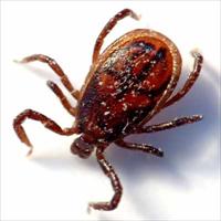 tick parasitism