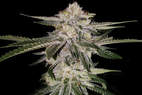 miss usa strain