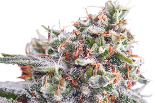 best strains 2019