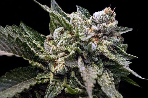 cannabis - X. Strawberry-Sorbet. 