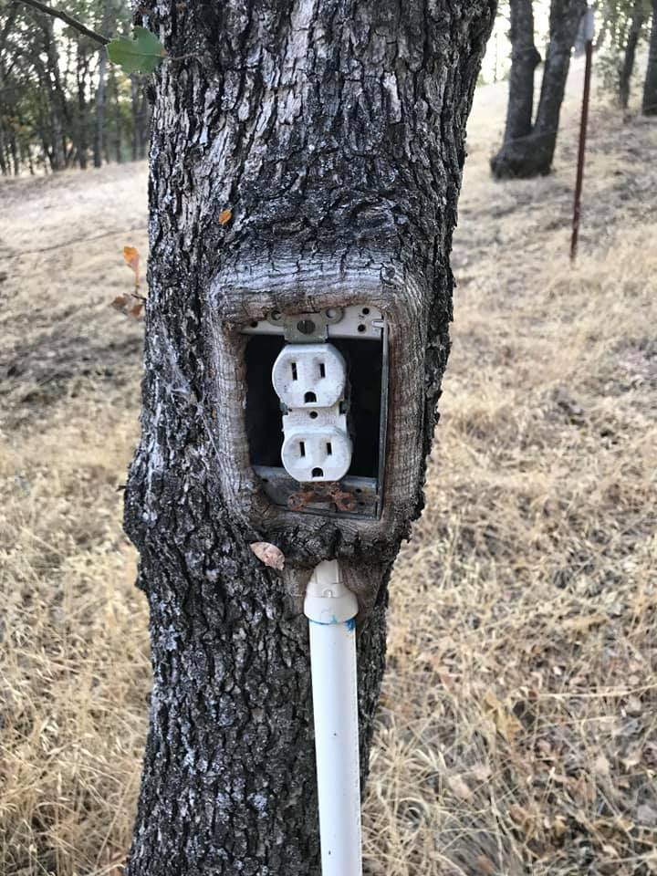 trees swallowing things