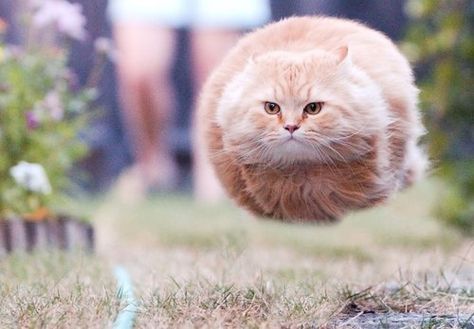 hover cat