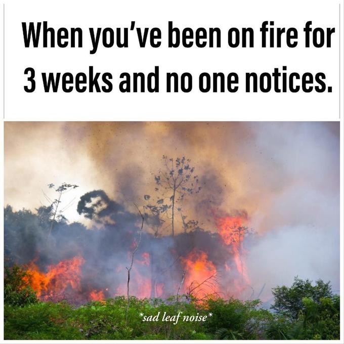 amazon forest fire 2019 - When you've been on fire for 3 weeks and no one notices. sad leaf noise