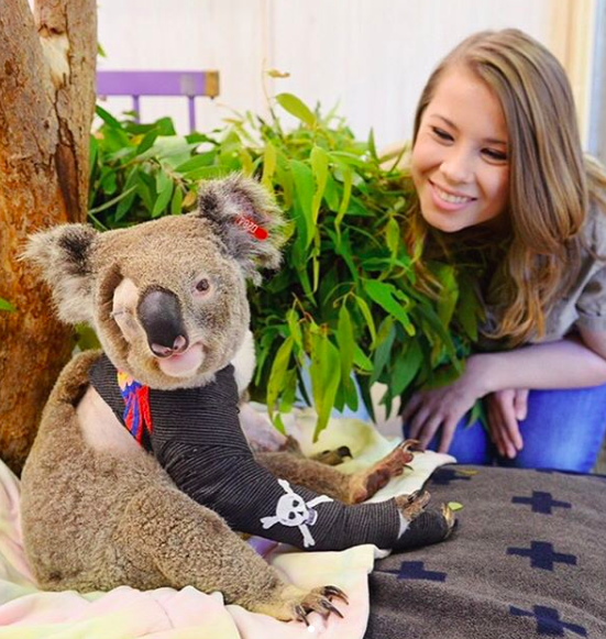 steve irwin koala