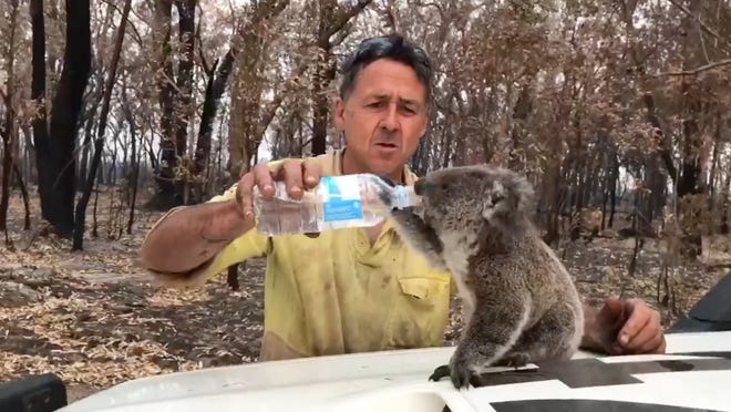 australia fires koala