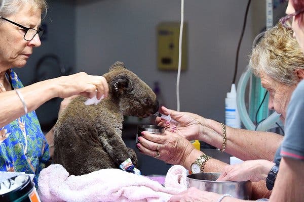 koalas in australia fire