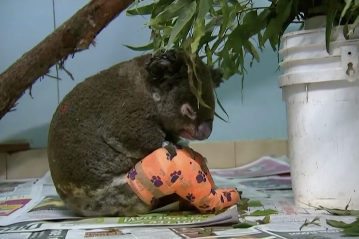 koala saved from fire