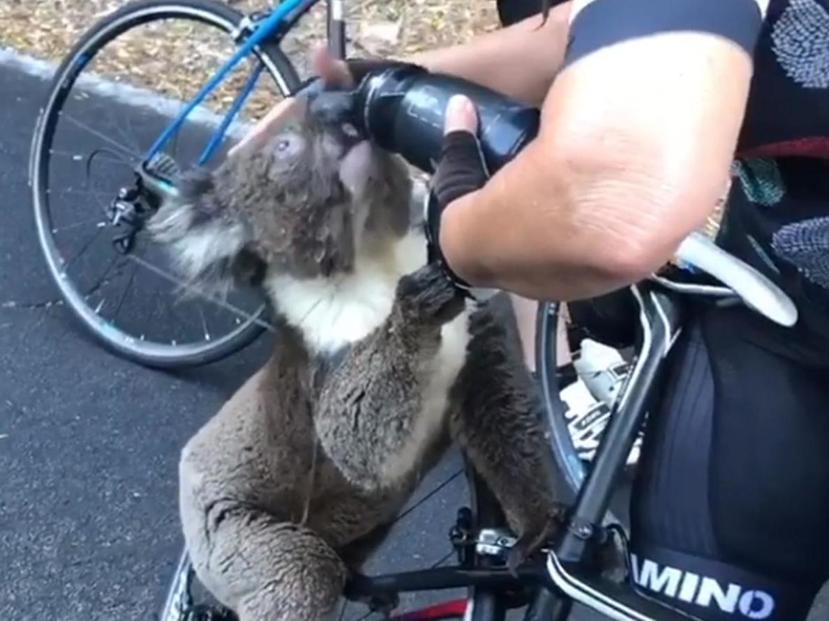 koala cyclist water