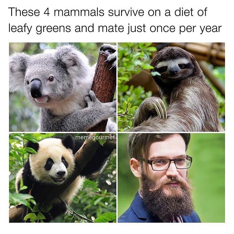 these 4 mammals survive leafy greens mate - These 4 mammals survive on a diet of leafy greens and mate just once per year memegourmet