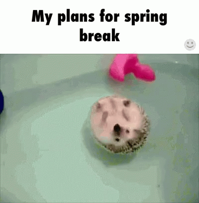 snout - My plans for spring break