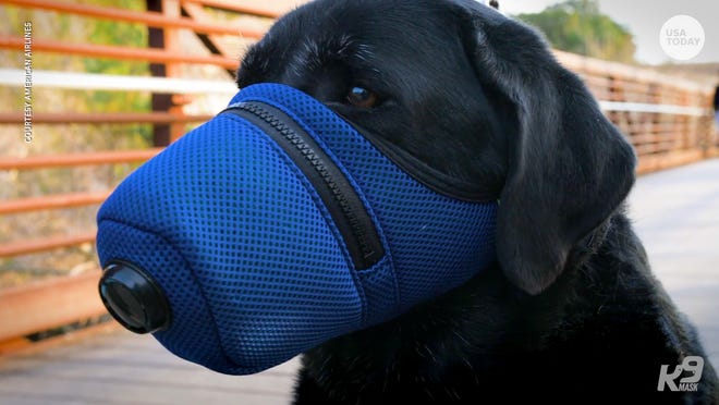 masks for dogs - Courtesy American Airlines Toda Usa
