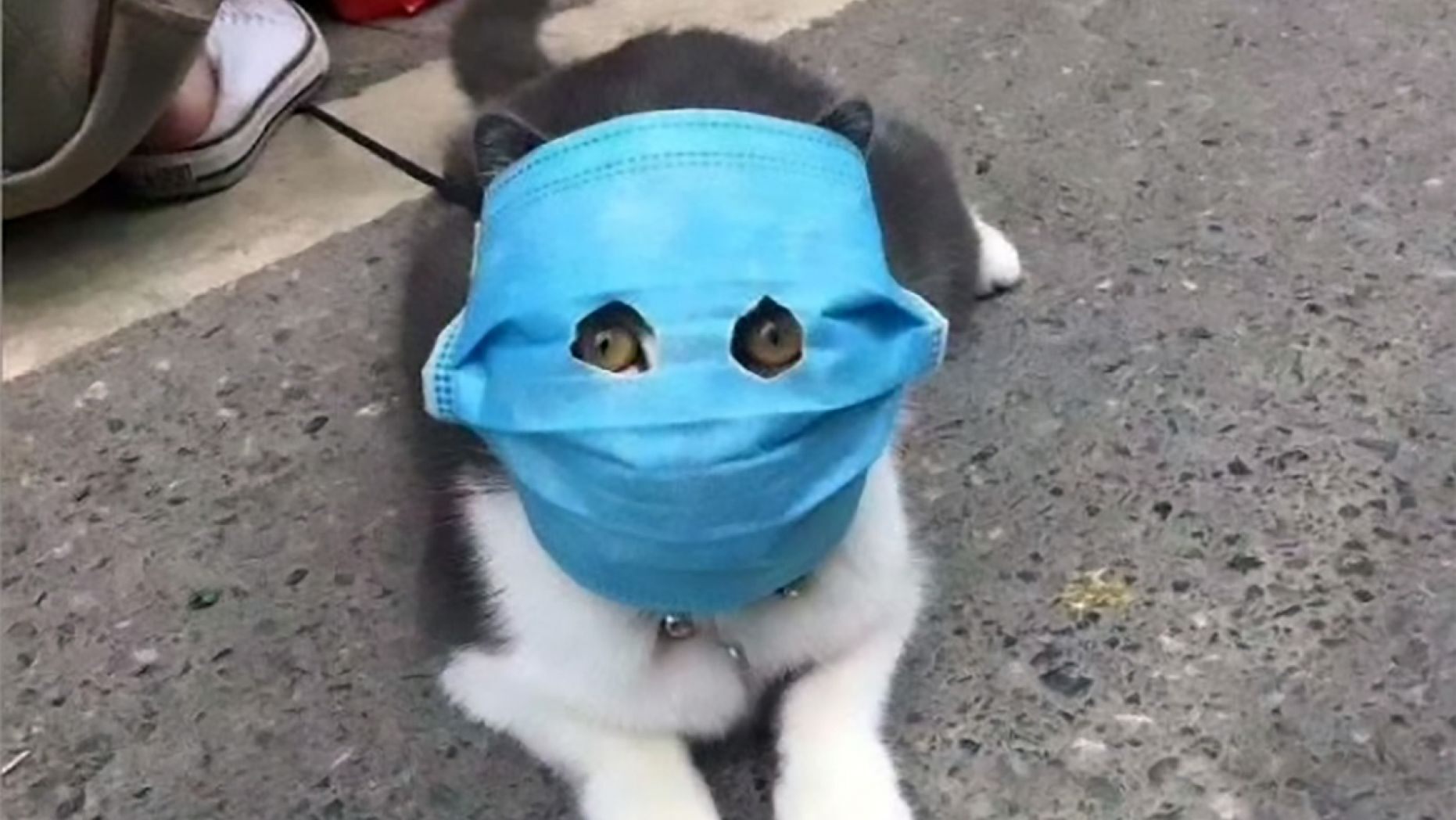 cat with mask coronavirus