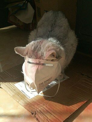 cats with surgical masks