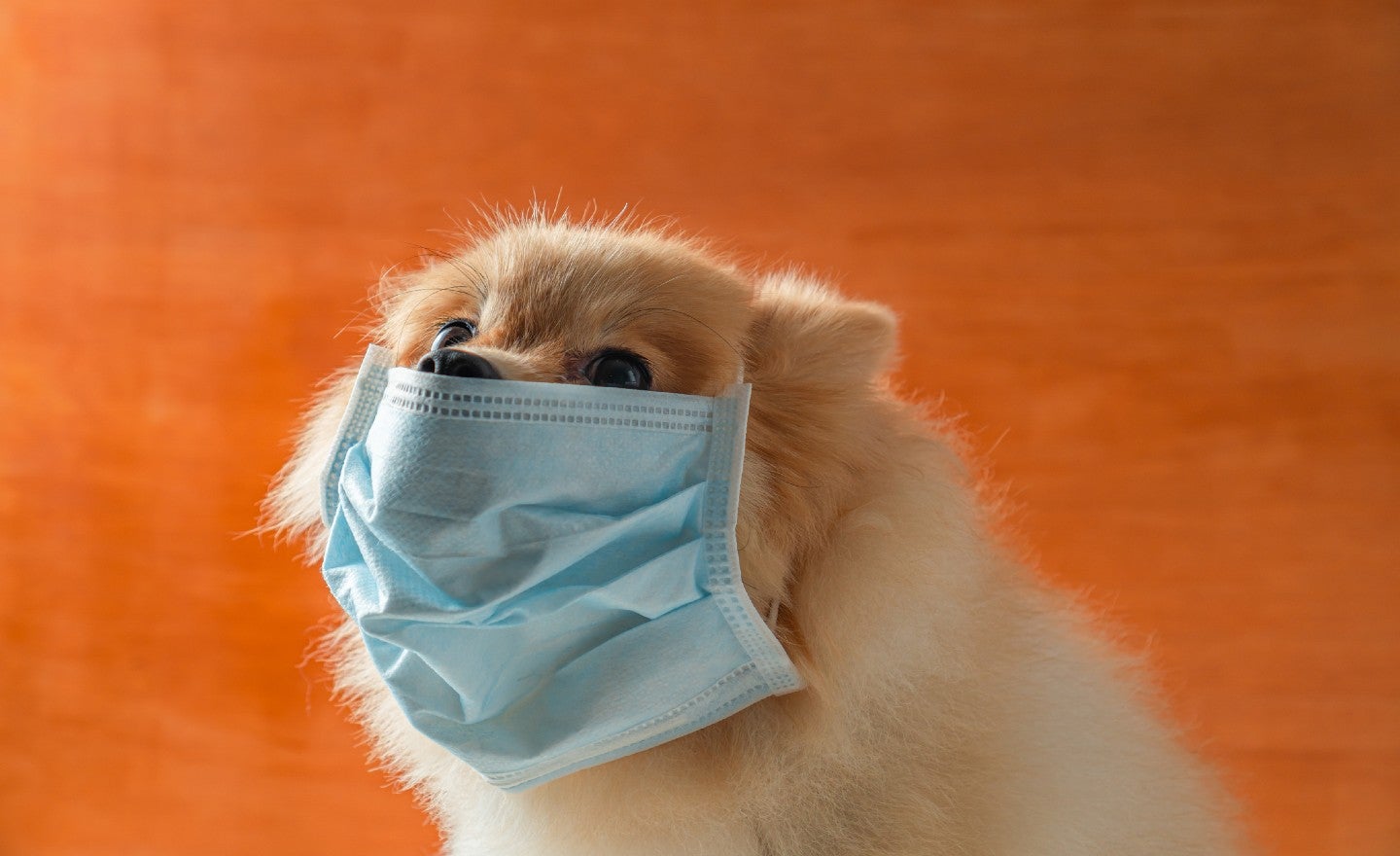 Pets are wearing coronavirus masks in China