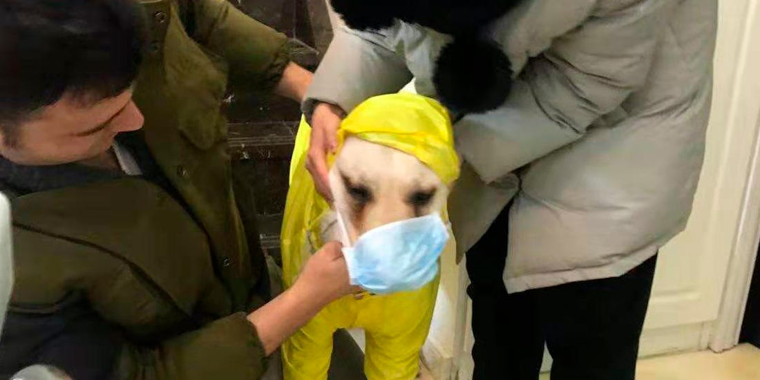 Pets are wearing coronavirus masks in China