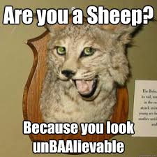 funny stuffed animals - Are you a Sheep? The Because you look un BAAlievable