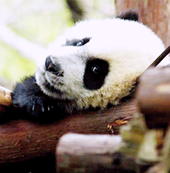 Dantes Wings Gifs n Things