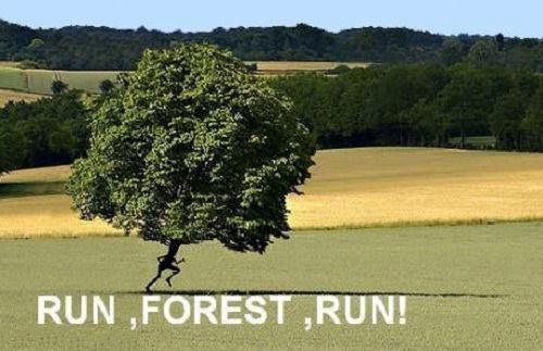 Dantes Wings Gifs n Things