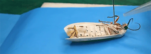 Dantes Wings Gifs n Things