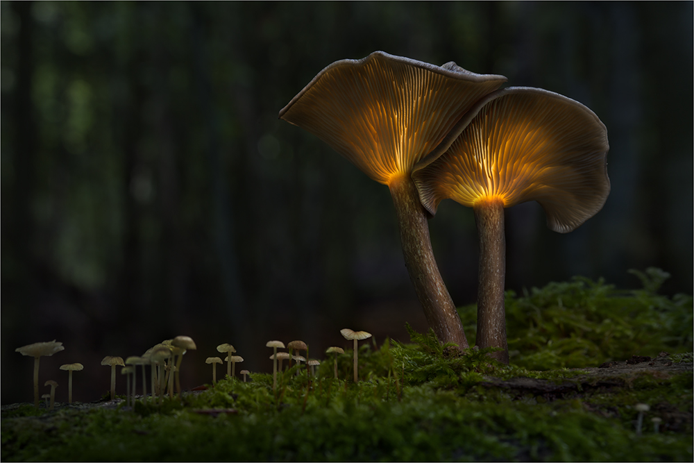 Dantes Wings Gifs n Things