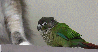 Dantes Wings Gifs n Things