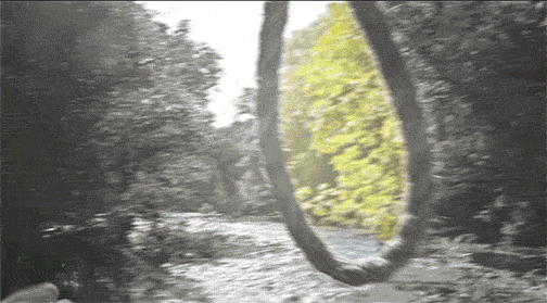 Dantes Wings Gifs n Things