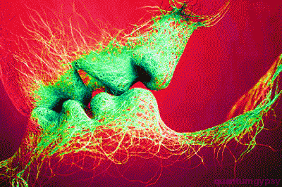 Dantes Wings Gifs n Things