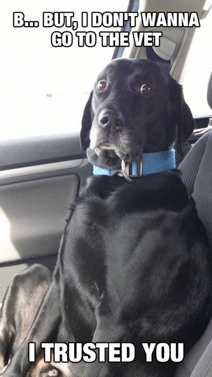 Dantes Wings Gifs n Things