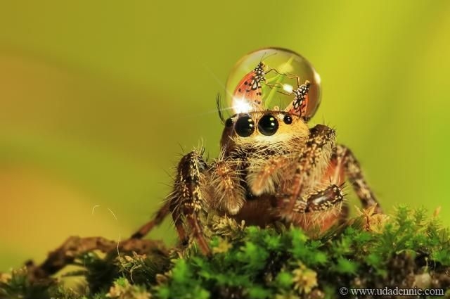 Dantes Wings Gifs n Things