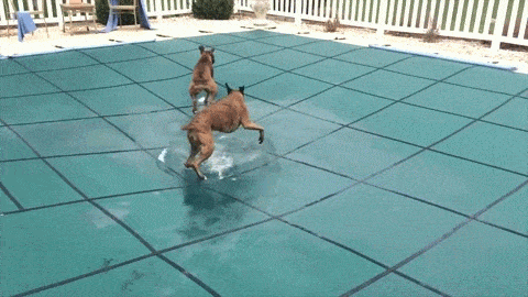 Dantes Wings Gifs n Things